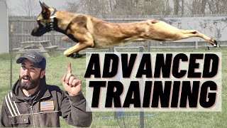 ADVANCED BELGIAN MALINOIS TRAINING AGILITY amp OBEDIENCE [upl. by Mikeb]