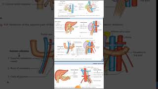 DUDENUM Relations Anatomy Quick Revision University Exam [upl. by Timmy691]