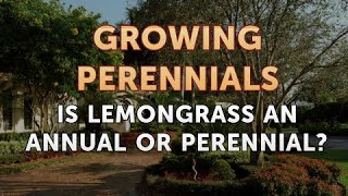 Is Lemongrass an Annual or Perennial [upl. by Eyr368]