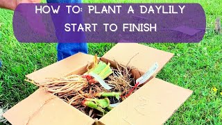 How To Plant A Daylily—Start to Finish  Oakes Daylilies [upl. by Cammi]