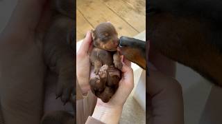 A yawning puppy It won’t get better minidachshund puppy [upl. by Shugart]