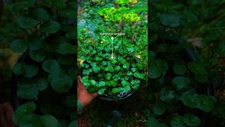 Pennywort  hydrocotyle verticillata propagation  ytshortsindia [upl. by Nolan582]