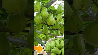 Growing chayote is easy at home lots of fruit to eat all year round grow garden shorts farming [upl. by Auqinu757]