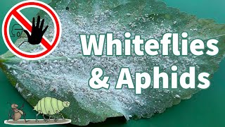 Organic White Fly Control  How to get rid of Whiteflies amp Aphids [upl. by Aihsirt279]