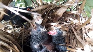 EP26Greater coucal bird Food for frogs and locusts for her baby to eat Review Bird Nest [upl. by Llertnod]