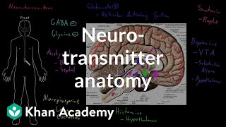 Neurotransmitter anatomy  Organ Systems  MCAT  Khan Academy [upl. by Otrebla426]