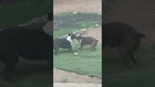 Boston brothers having a ball brawling puppies mountains [upl. by Anuhsal]