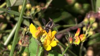 MEGACHILE  Megachilidae  Abeille Solitaire  BRUITX [upl. by Calen]