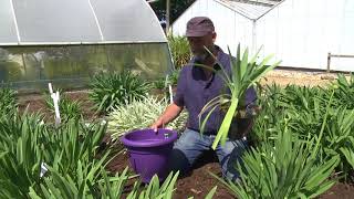 CHOOSING amp GROWING AGAPANTHUS [upl. by Halbeib560]