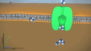 Facilitated vs Passive Diffusion [upl. by Perni709]