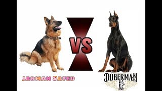 German shepherd vs Doberman In Telugu Dog comparison  Taju logics [upl. by Itnava399]