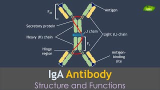 IgA antibody  Antibodies  Notes  Immunology  Basic Science Series [upl. by Luapnoj993]