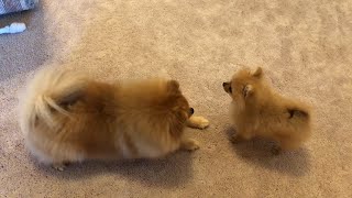 Tiny pomeranian puppy barking running cute puppy [upl. by Theurer127]