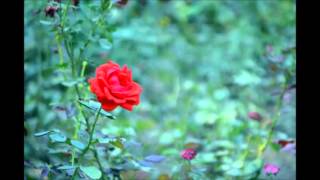 To A Wild Rose MacDowell flute solo version [upl. by Sirkin]