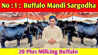 Today Salam Maweshi Mandi  Buffalo Fresh Rates Update  Buffalo Mandi  Buffalo latest Video [upl. by Ty]