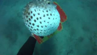 Diodon gonfle et hérisse ses piquants pour se protégerPuffer fish puffs up video [upl. by Zere]