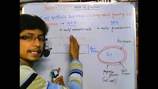 Penicillin mode of action cell wall biosynthesis inhibitors [upl. by Lanie]