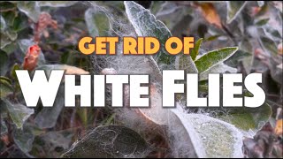 3 ways to Get Rid of Whiteflies on Peppers Hibiscus Fruit Trees etc [upl. by Newnorb]