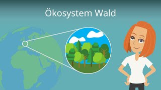 Ökosystem Wald einfach erklärt  Stockwerke Aufbau und Baumarten [upl. by Darius]