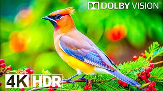 4K HDR 120FPS Video  Dolby Vision Concept [upl. by Ginsberg]