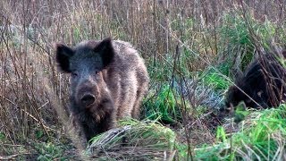 The Shooting Show  British boar under moonlight and Heym SR21 review [upl. by Pearman]