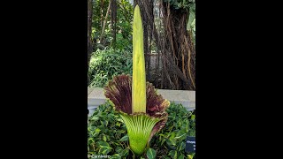 Amorphophallus titanum leaf development corpse flower [upl. by Argyle]