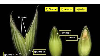 Family Poaceae Graminae Avena sativa jai [upl. by Margaretha]