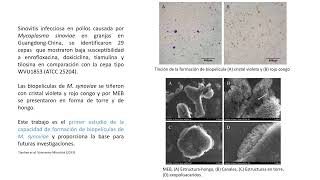 Micoplasma Biopelicula Cuba Octubre 2023 [upl. by Trah]