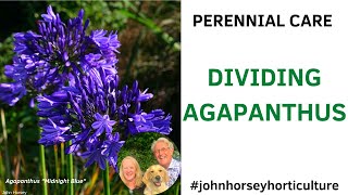 HOW TO DIVIDE AGAPANTHUS PLANTS  DIVIDING AGAPANTHUS quotINDIGO DREAMSquot [upl. by Lon]