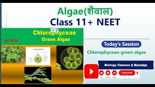 Chlorophyceae Algae NCERT Biology NEETBOARD [upl. by Magree]