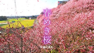 怒田丘陵の桜～一の堰ハラネ「春めき桜」 [upl. by Dayle]