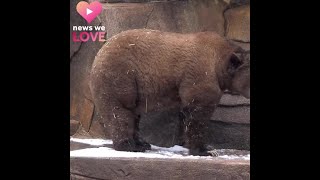 Grizzly bear comes out of hibernation to find snow [upl. by Pinkerton575]