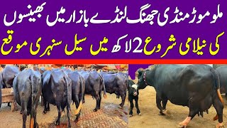 Buffalo Fresh Rates Update  Today Malumor Mandi Jhang  Buffalo Mandi 2024 [upl. by Dent452]