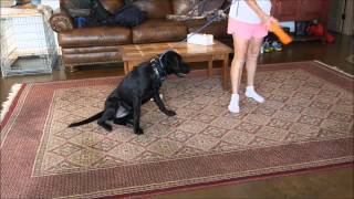 Watermark Retrievers Star Indoor Practice [upl. by Leirbaj]