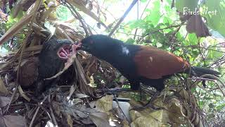 Review Greater Mom Coucal Bird brings food to feed her babies in their nest P48 birdslover birds [upl. by Job]