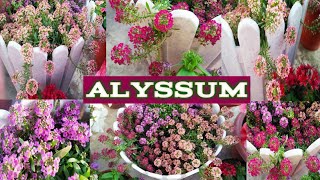 ALYSSUM CARE AND TIPS FOR HEAVY BLOOMING  HOW TO GET MAXIMUM FLOWERS ON ALYSSUM PLANTS 🌷🌷 [upl. by Fital]