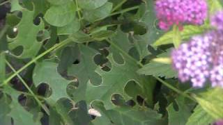 Leafcutting Bee Megachilidae Leaf Damage [upl. by Erma]