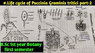 Puccinia Graminis tritici life Cycle part2  BSC first year Botany first semester [upl. by Merle]