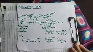 Maxillary Nerve  Anatomy Of Maxillary Nerve  Head And Neck Important Topic [upl. by Asillim968]