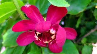 Calycanthus Aphrodite Sweetshrub  BEAUTIFUL Large Red Flowers 💗 Light Sweet Fruity Fragrance [upl. by Zea934]