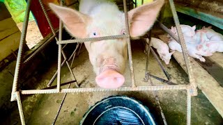 Life Inside a Filipino Pigpen Pigs in Their Natural Habitat travel animals trending [upl. by Jaimie173]