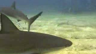 Walkers Cay Shark Rodeo [upl. by Repard274]