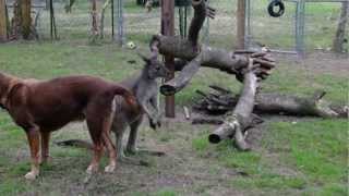 Dog BEGs kangaroo to quotSCRATCH MY BUTTquot [upl. by Eneleoj228]