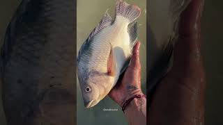 திடீரென்று இறந்த மீன்கள் என்ன காரணம் enathuaran fishing fishingvideo fishinglife [upl. by Pierette]