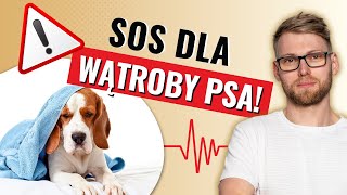 Chora wątroba u psa Co każdy opiekun powinien wiedzieć [upl. by Frodin532]