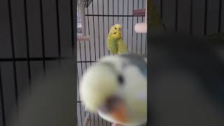 Meet my two parrots birds butiful animals budiges nature beautifulparrot macaw [upl. by Aslin]