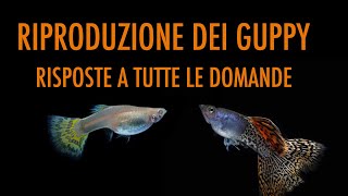 Riproduzione Guppy LA GUIDA COMPLETA [upl. by Ahcatan]