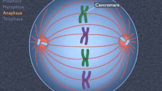 Animation How the Cell Cycle Works [upl. by Notlef]