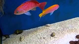 Anthias bimaculatus [upl. by Burta39]