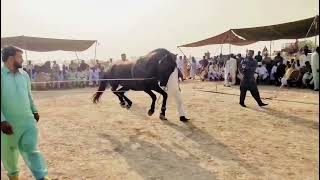 Heera  Horse Dance Pakistan [upl. by Lenra]